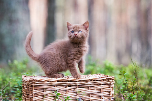 Top Facts You Need to Know About Hypoallergenic Cat Food from Nature’s HUG