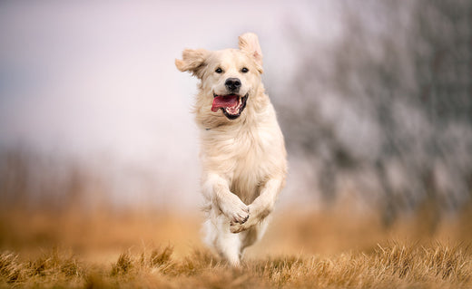 5 Reasons to Switch Your Medium and Large Breed Dog to a Plant-Based Diet
