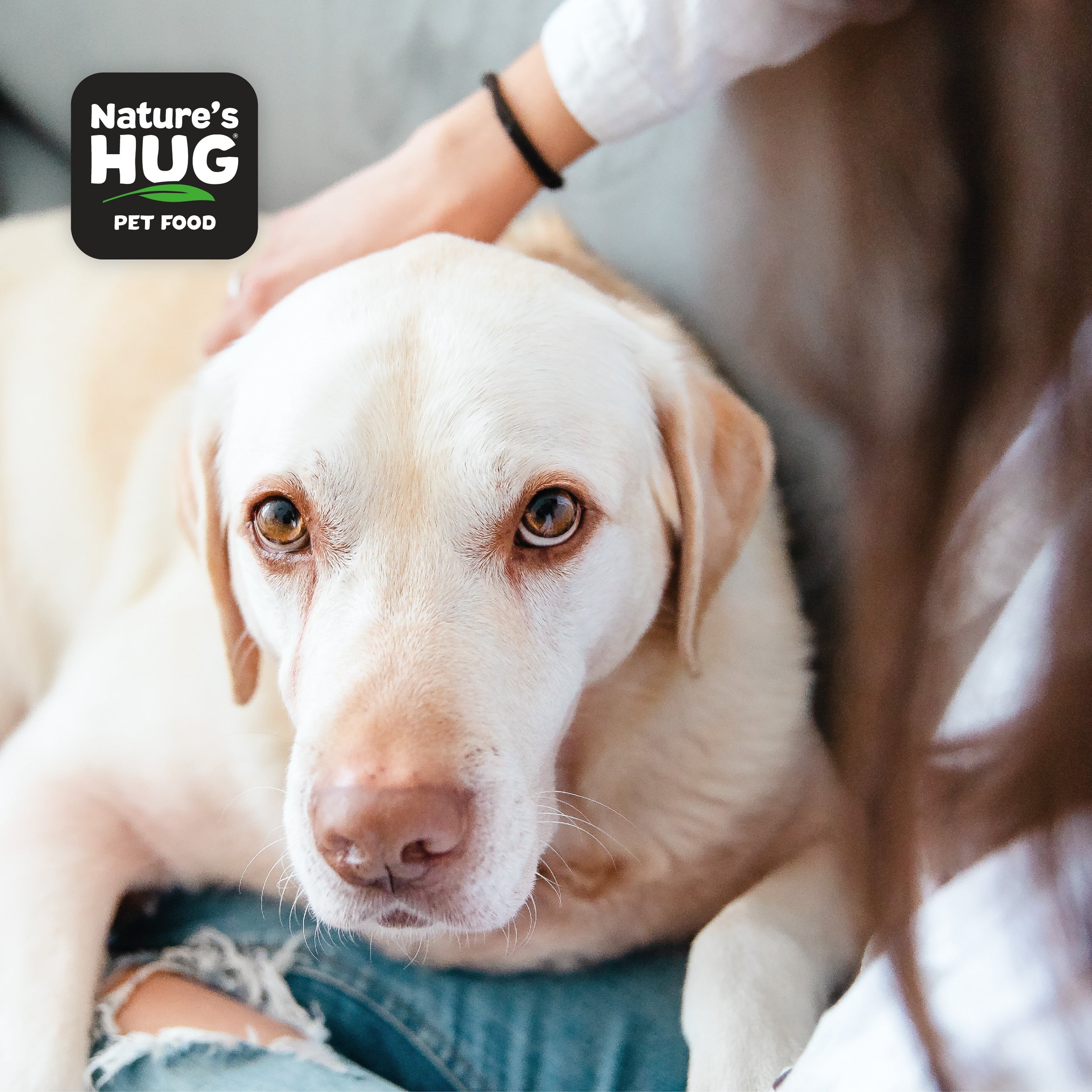 A close-up view of a Labrador retriever looking directly at the camera, with a person’s hand gently petting its head. The dog's expressive eyes convey warmth and affection. In the top left corner, there is a logo for Nature's Hug Pet Food, which includes the brand name and tagline.